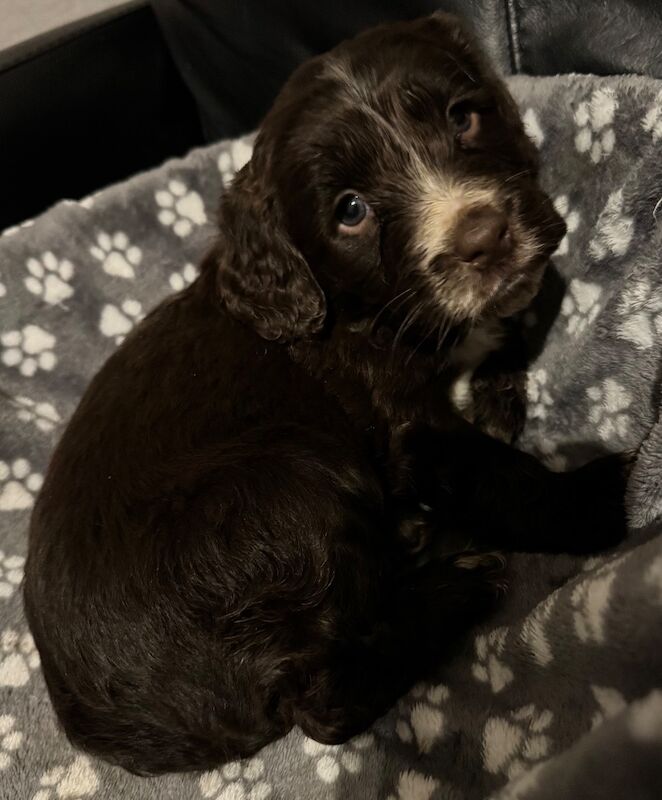 Cockapoo puppies for sale in Wisbech, Cambridgeshire – 6 weeks old - Image 8 of 9