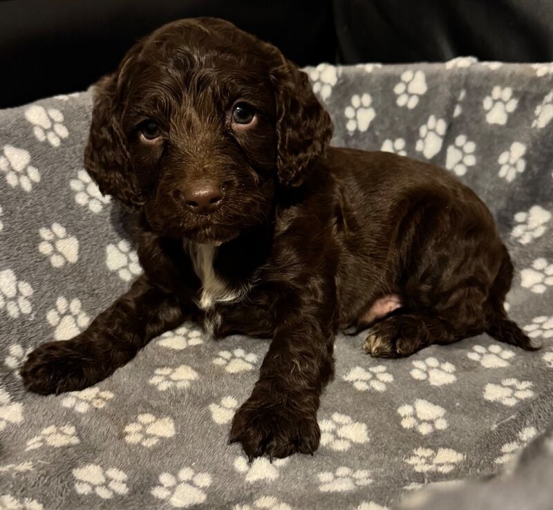 Cockapoo puppies for sale in Wisbech, Cambridgeshire – 6 weeks old - Image 9 of 9