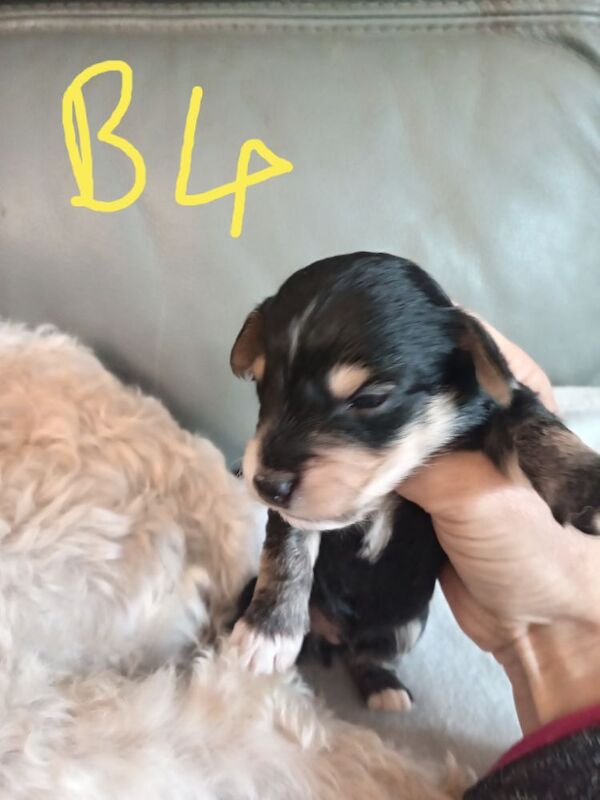 Cockapoo puppies for sale in Skegness, Lincolnshire – 2 weeks old