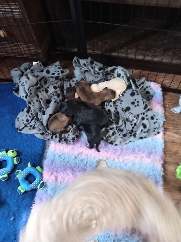 Cockapoo puppies for sale in Skegness, Lincolnshire – 2 weeks old - Image 2 of 10