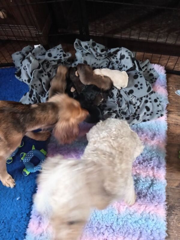 Cockapoo puppies for sale in Skegness, Lincolnshire – 2 weeks old - Image 4 of 10