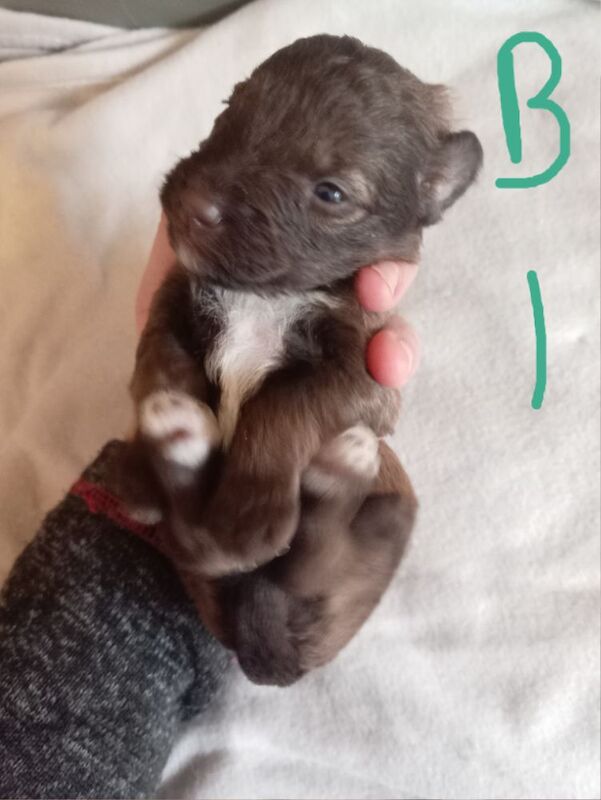 Cockapoo puppies for sale in Skegness, Lincolnshire – 2 weeks old - Image 5 of 10
