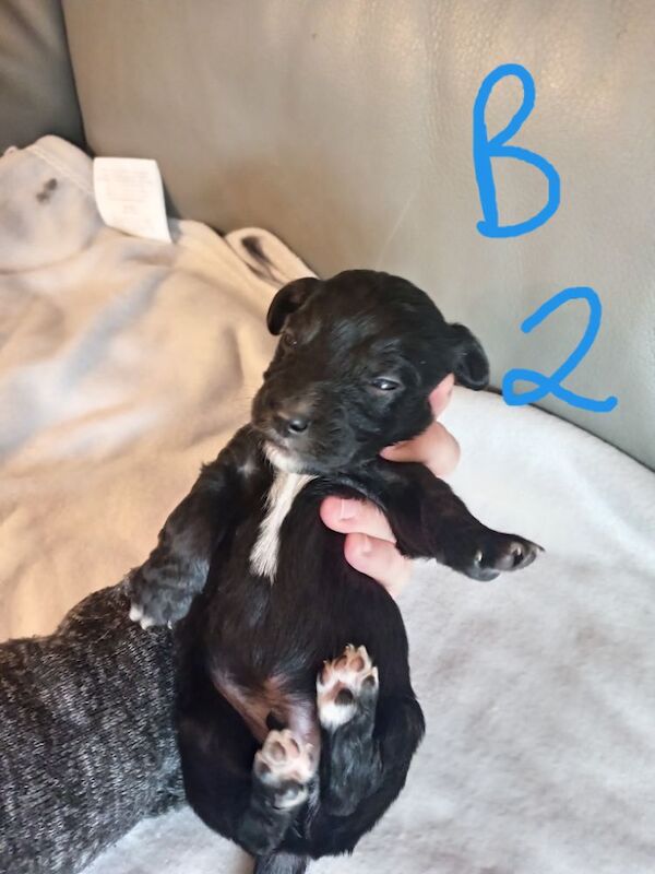 Cockapoo puppies for sale in Skegness, Lincolnshire – 2 weeks old - Image 6 of 10