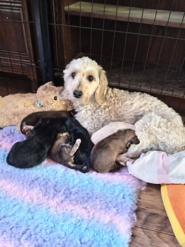 Cockapoo puppies for sale in Skegness, Lincolnshire – 2 weeks old - Image 7 of 10