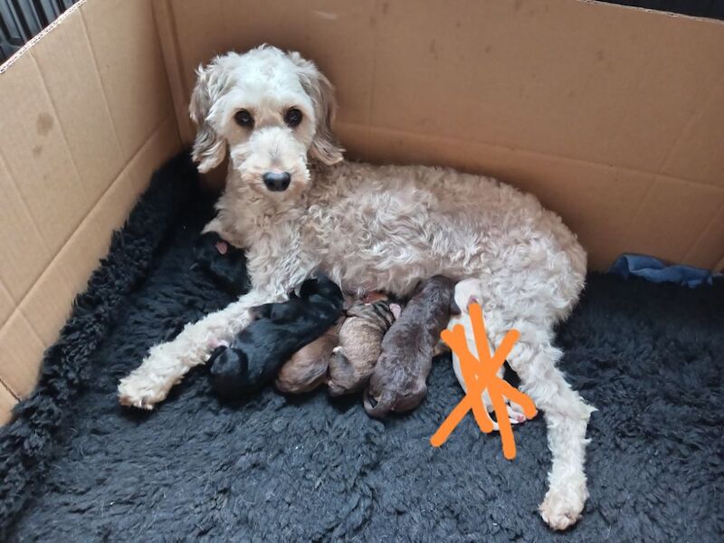 Cockapoo puppies for sale in Skegness, Lincolnshire – 2 weeks old - Image 8 of 10