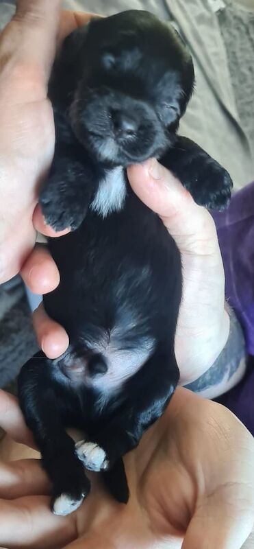 Cockapoo x maltipoo puppies for sale in Salisbury, Wiltshire