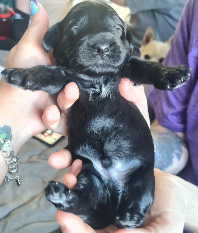 Cockapoo puppies for sale in Salisbury, Wiltshire – 7 months old - Image 2 of 3