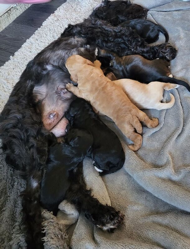 Cockapoo puppies for sale in Salisbury, Wiltshire – 7 months old - Image 3 of 3