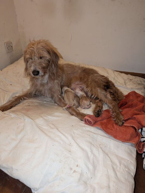 Cockapoo puppies for sale in King's Lynn, Norfolk – 11 weeks old