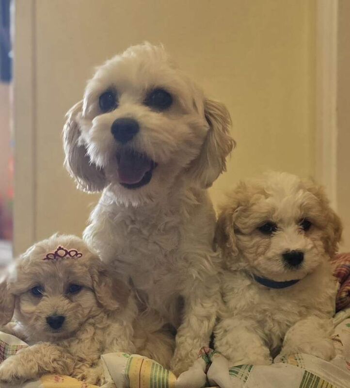 Cockapoochon Puppies - Image 2 of 2