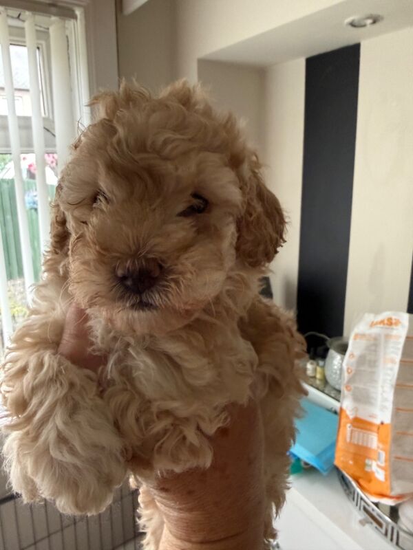 Cockapoo puppies for sale in Dalkeith, Midlothian – 6 weeks old