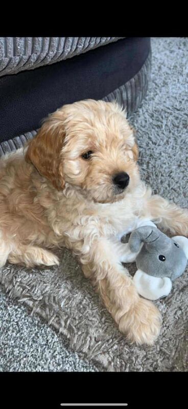 Cockapoo puppies for sale in Stoke-on-Trent, Staffordshire – 9 weeks old