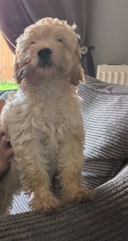 Cockapoo puppies for sale in Stoke-on-Trent, Staffordshire – 9 weeks old - Image 2 of 2