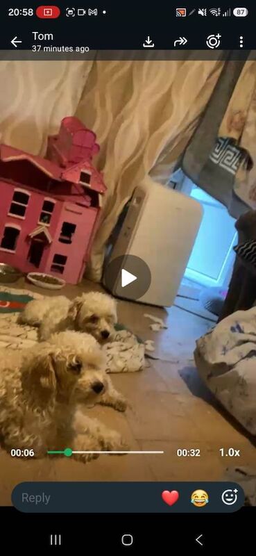 Cockapoodle