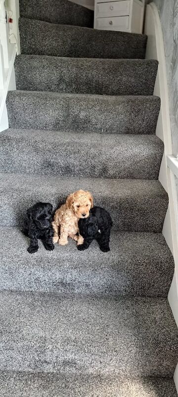Cockapoo puppies for sale in Portadown, County Armagh – 7 weeks old