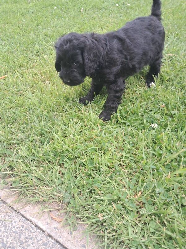 Cockapoo puppies for sale in Castlewellan, County Down – 9 weeks old - Image 2 of 3