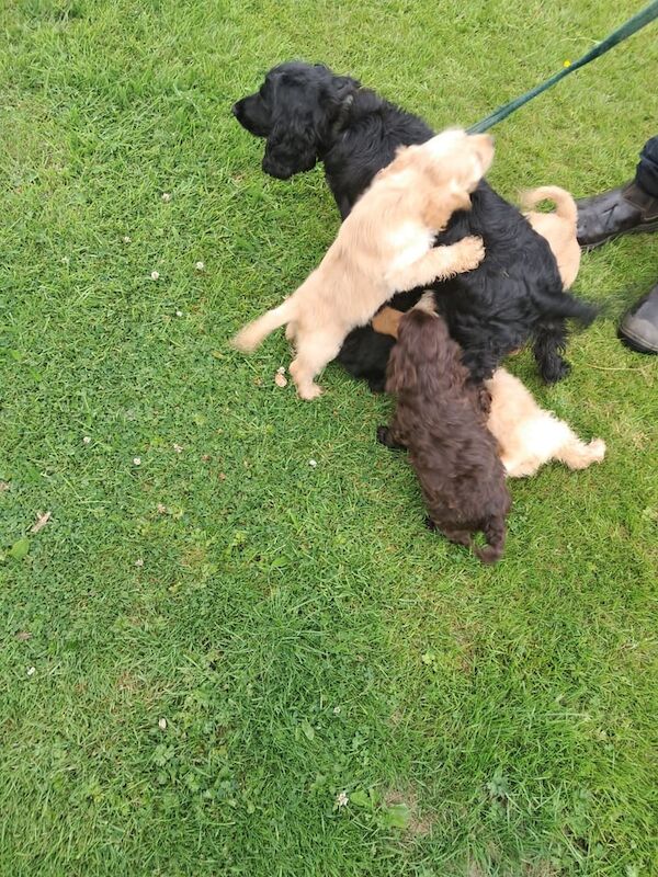 Cockapoo puppies for sale in Castlewellan, County Down – 9 weeks old - Image 3 of 3