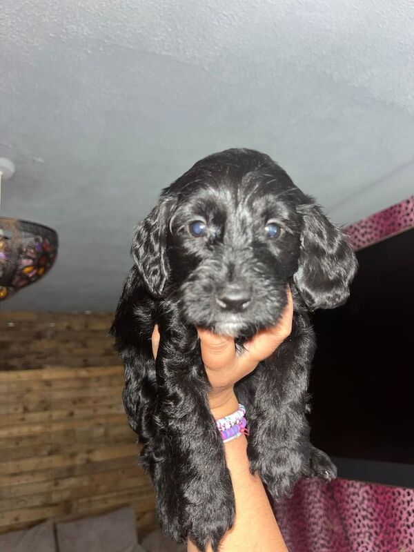 Cockapoo puppies for sale in Havant, Hampshire – 9 weeks old