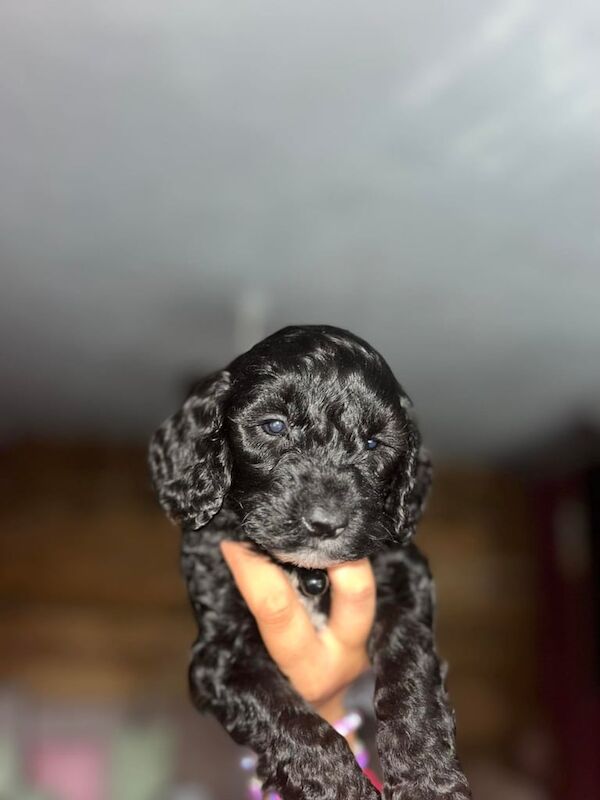 Cockapoo puppies for sale in Havant, Hampshire – 9 weeks old - Image 3 of 3