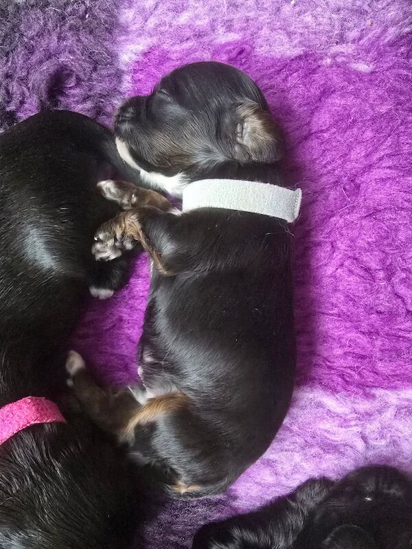 Cockapoo puppies for sale in Kingston upon Hull, East Riding of Yorkshire – 3 weeks old - Image 2 of 3