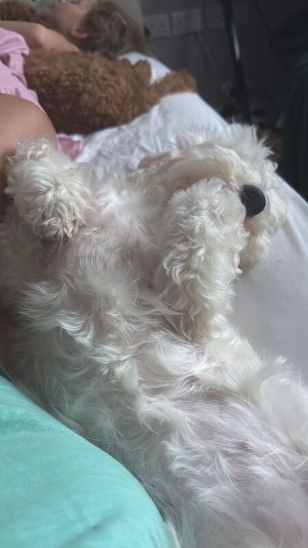 Cockapoo puppies for sale in Belper, Derbyshire – 2 years old - Image 2 of 4