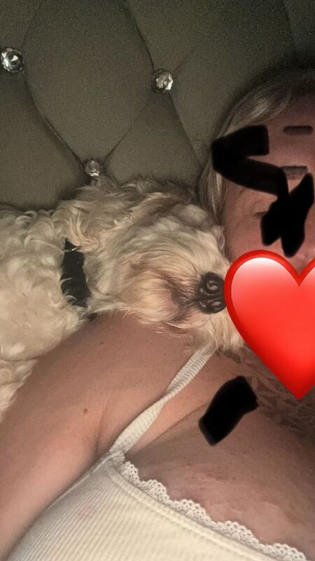 Cockapoo puppies for sale in Belper, Derbyshire – 2 years old - Image 3 of 4