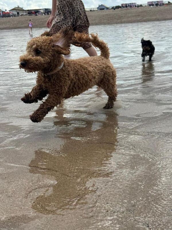 Cockapoo puppies for sale in Belper, Derbyshire – 2 years old - Image 4 of 4