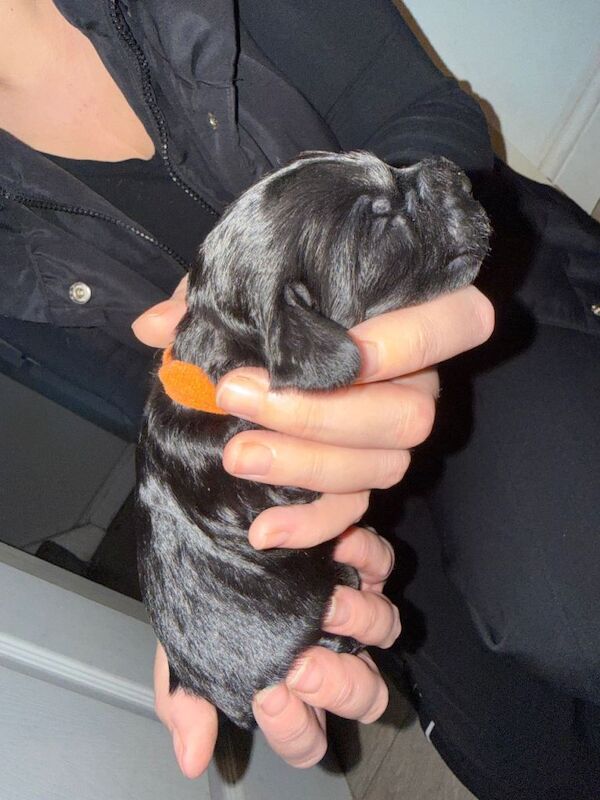 Cockapoos - Image 2 of 3