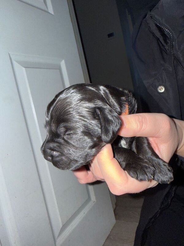 Cockapoos - Image 3 of 3