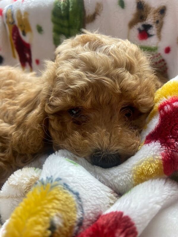 Cockapoos - Image 2 of 4