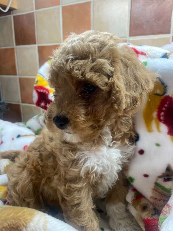 Cockapoos - Image 3 of 4