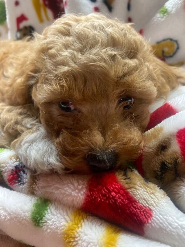 Cockapoos - Image 4 of 4