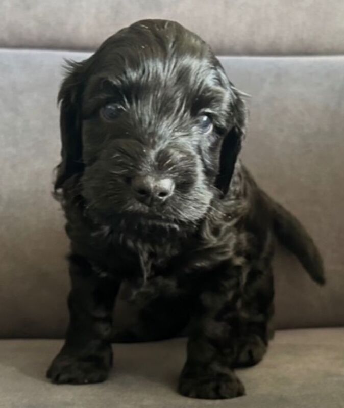 Cockapoos. - Image 2 of 5