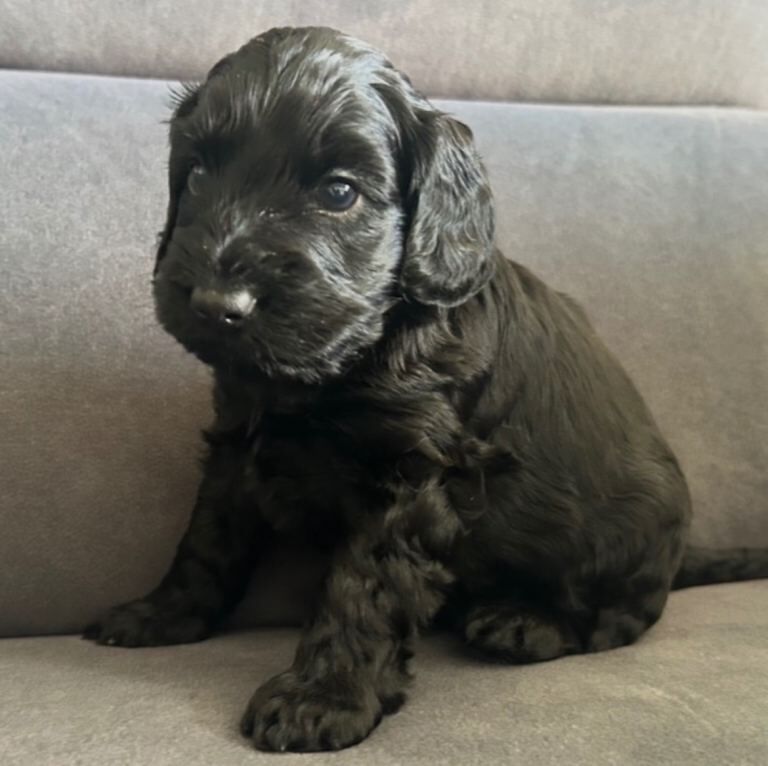 Cockapoos. - Image 3 of 5