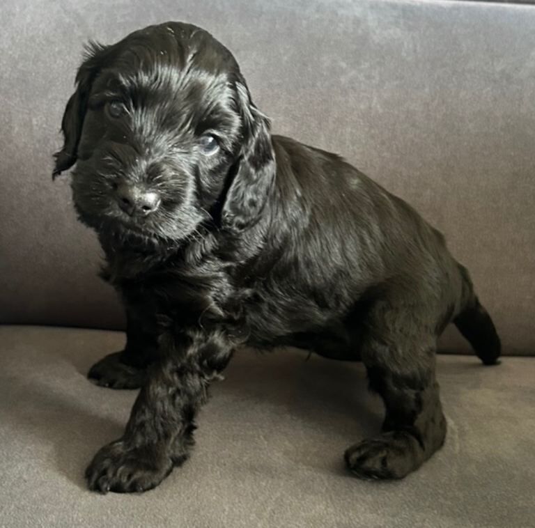 Cockapoos. - Image 4 of 5