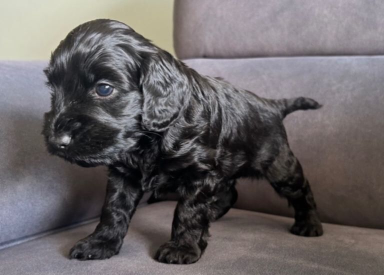 Cockapoos. - Image 5 of 5