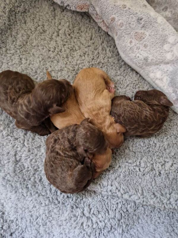 Cockapoo Puppies For Sale