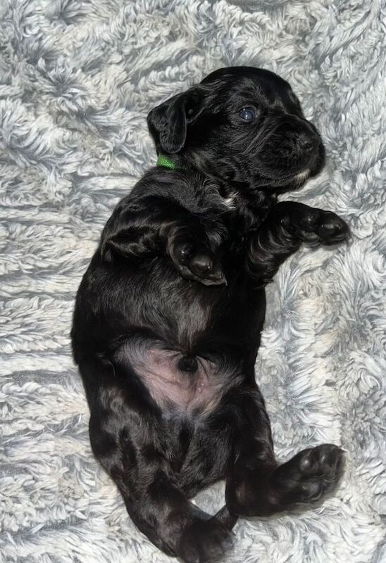 Cockapoo Puppies For Sale