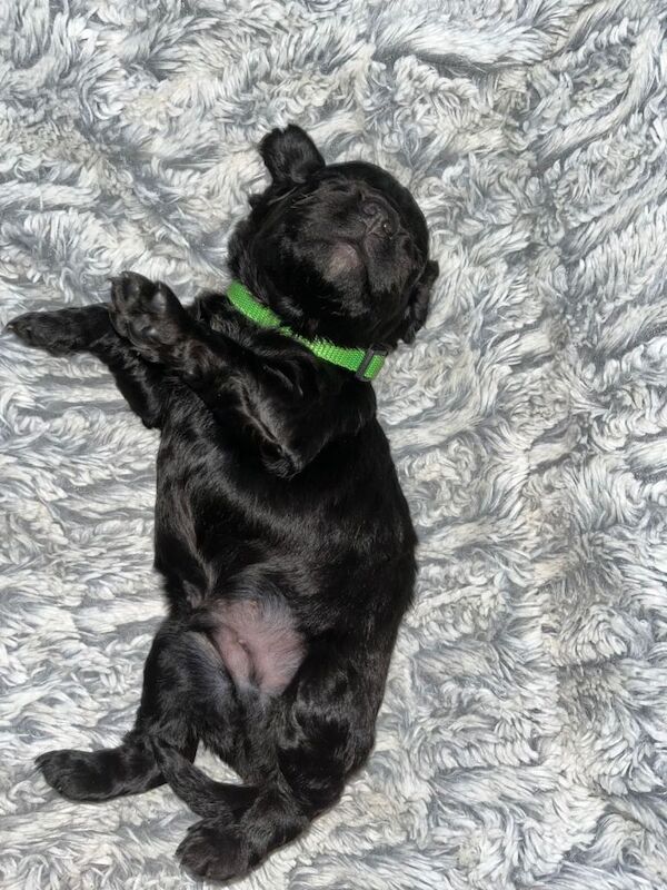 Cockapoos - Image 2 of 5