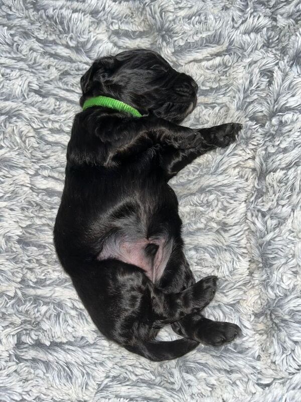 Cockapoos - Image 3 of 5