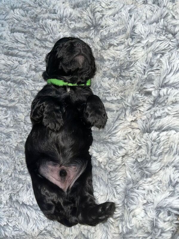 Cockapoos - Image 4 of 5