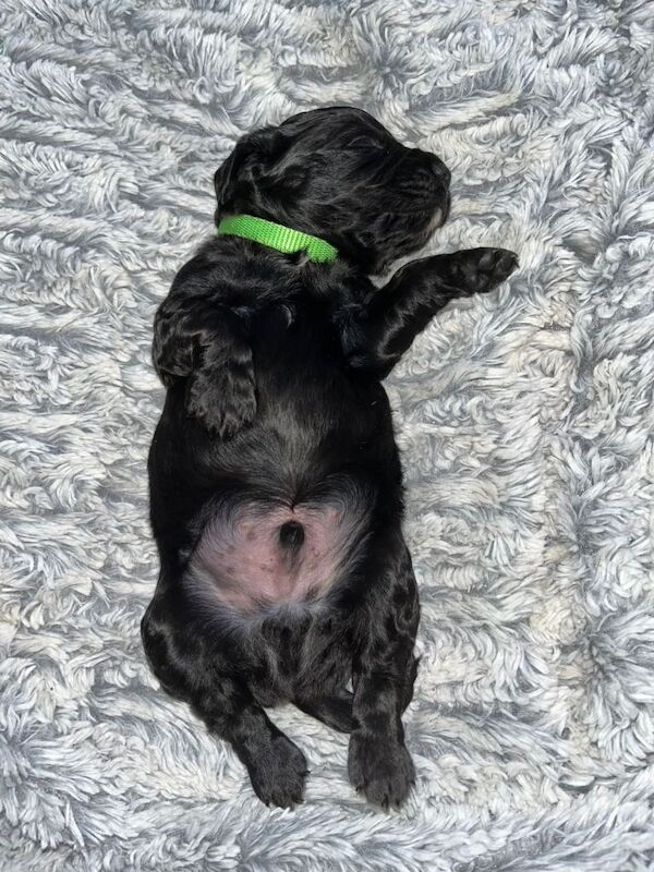 Cockapoos - Image 5 of 5