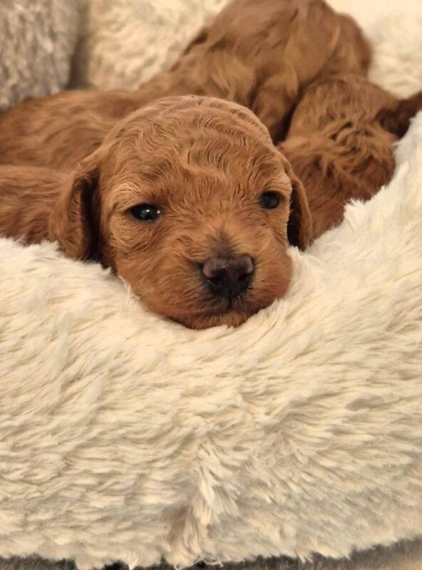 Cockapoos - Image 2 of 3