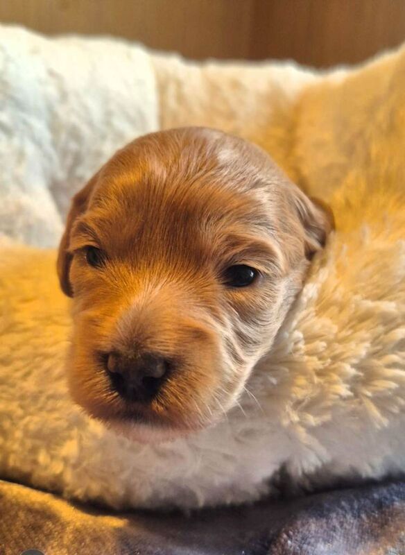 Cockapoos - Image 3 of 3