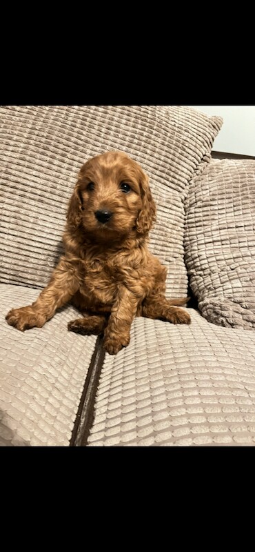 Cockapoos