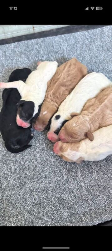cockapoos