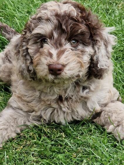Cockapoo puppies for sale in Sandwell, West Midlands – 9 weeks old