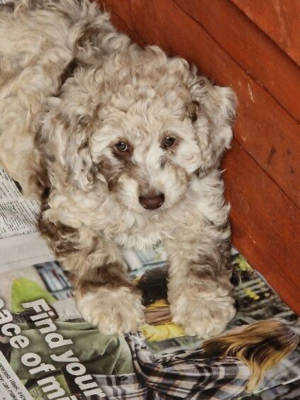 Cockapoo puppies for sale in Sandwell, West Midlands – 10 weeks old - Image 2 of 3