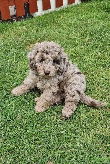Cockapoo puppies for sale in Sandwell, West Midlands – 10 weeks old - Image 3 of 3