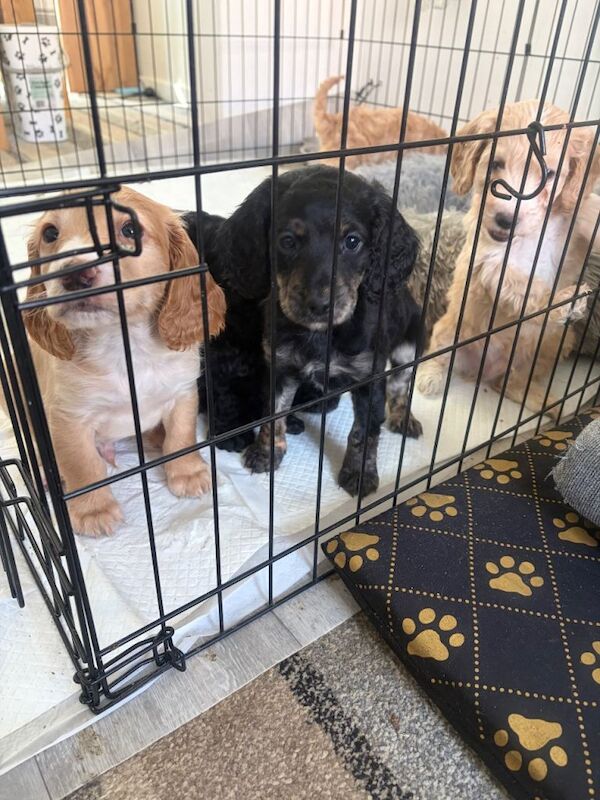 Cockapoo Puppies For Sale Under £1,000